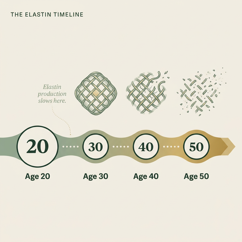 Reason 3: You Stopped Producing Elastin Years Before You Started Losing Weight