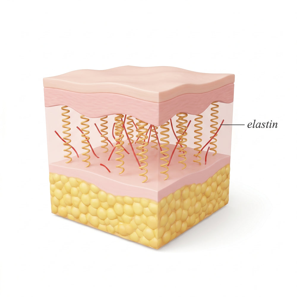 REASON 2: THE PROTEIN THAT KEEPS SKIN LOOKING SMOOTH FADES