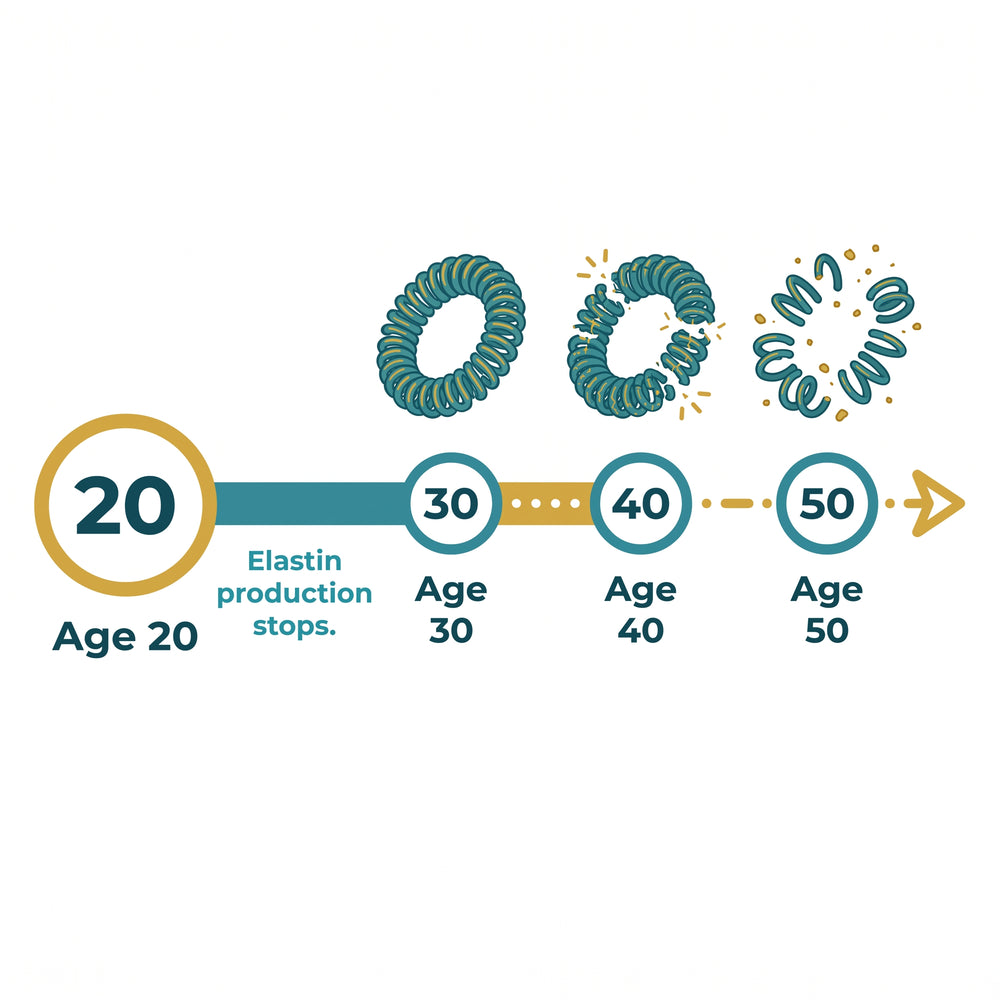 REASON 3: YOUR BODY STOPPED REPLACING ELASTIN A LONG TIME AGO